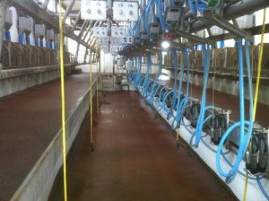 Completed Milking Parlour