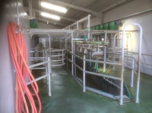 Milking Parlour Pit and Machine